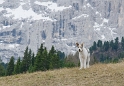 Südtirol D35_4678 als Smart-Objekt-1 Kopie